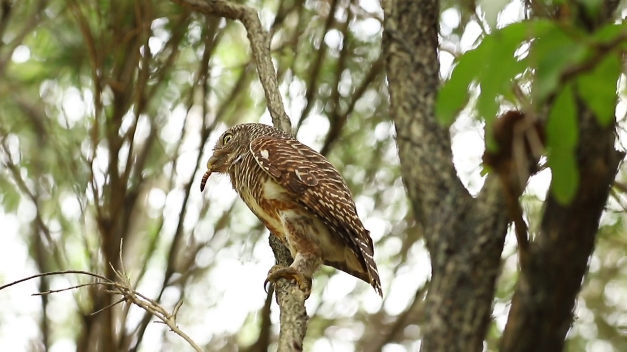 亚洲横斑小猫头鹰(Glaucidium cuculoides)在森林的树枝上视频素材