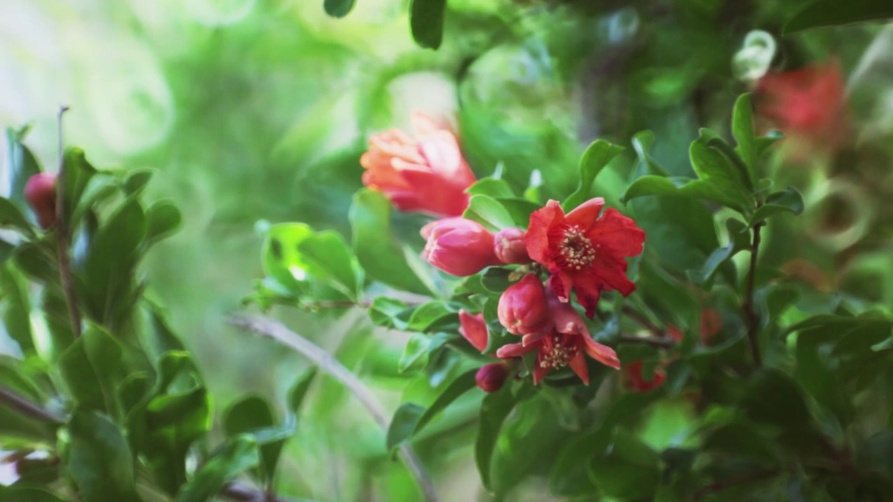 石榴花视频素材