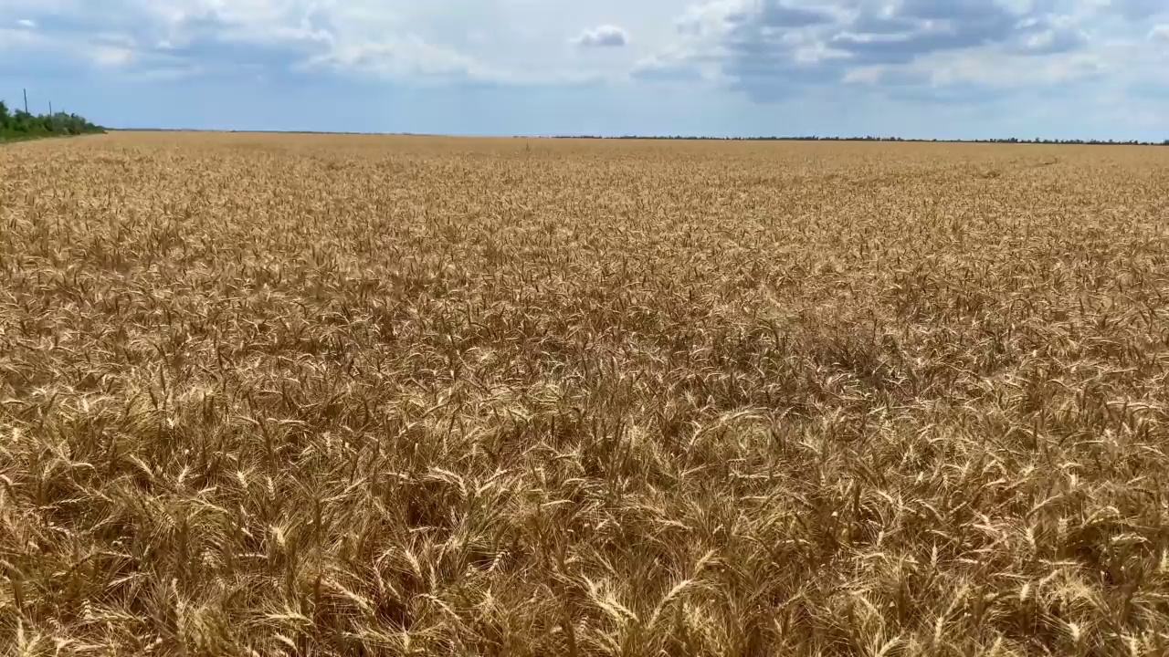 麦穗在风中摇曳。视频素材