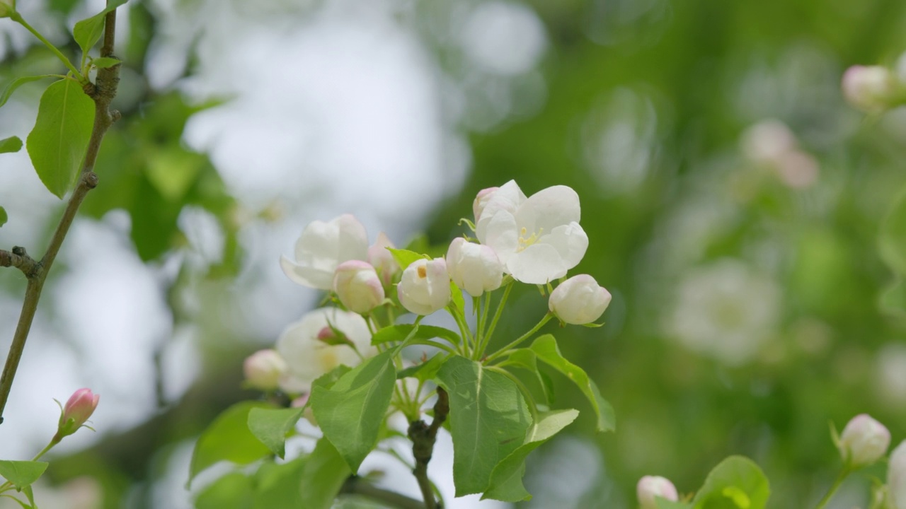 春天开花的白色苹果树。盛开的苹果树。苹果树花。视频素材