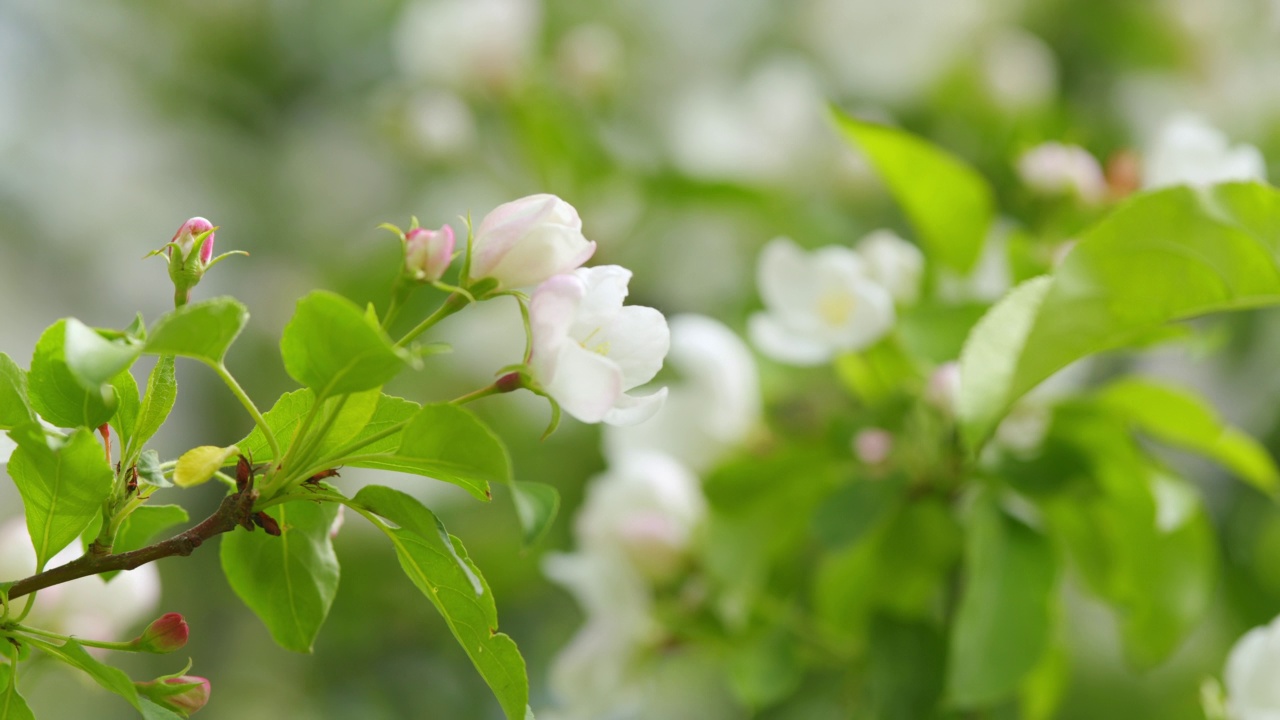 早春，苹果树开花，背景是苹果园。苹果园，树上开着白色和粉红色的花。视频素材