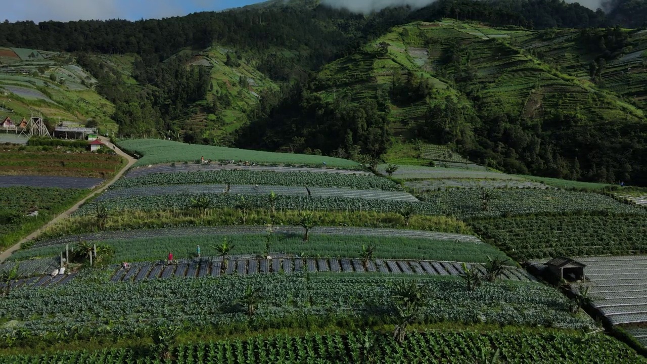 空中无人机拍摄。山坡上的蔬菜梯田视频素材