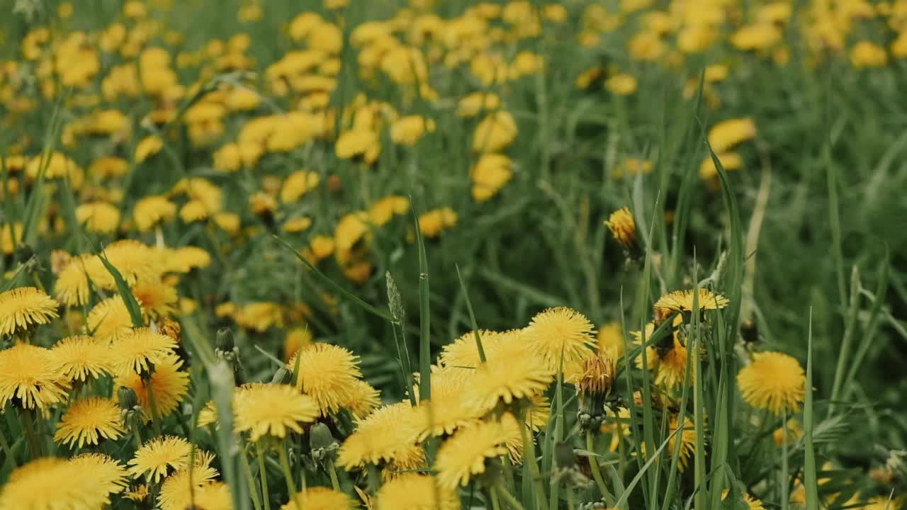 美丽快乐的年轻黑发女子躺在草地上，在一个夏天，侧视图。视频素材