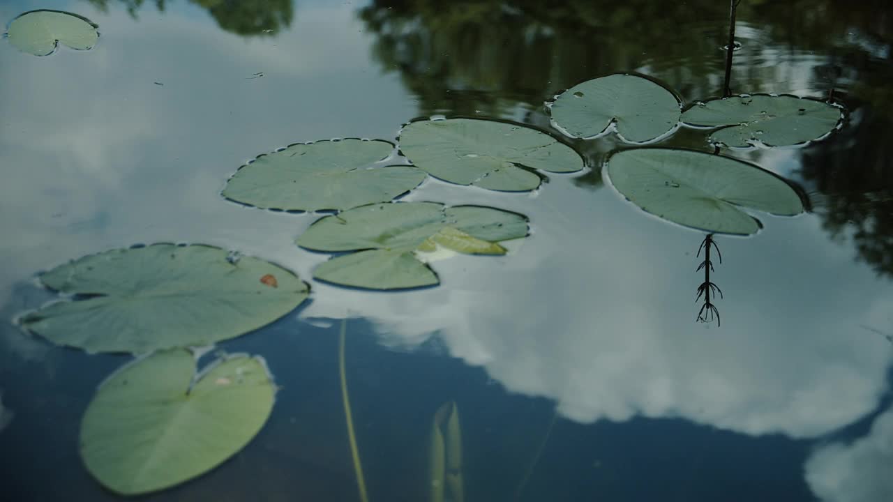 水中的睡莲。视频素材