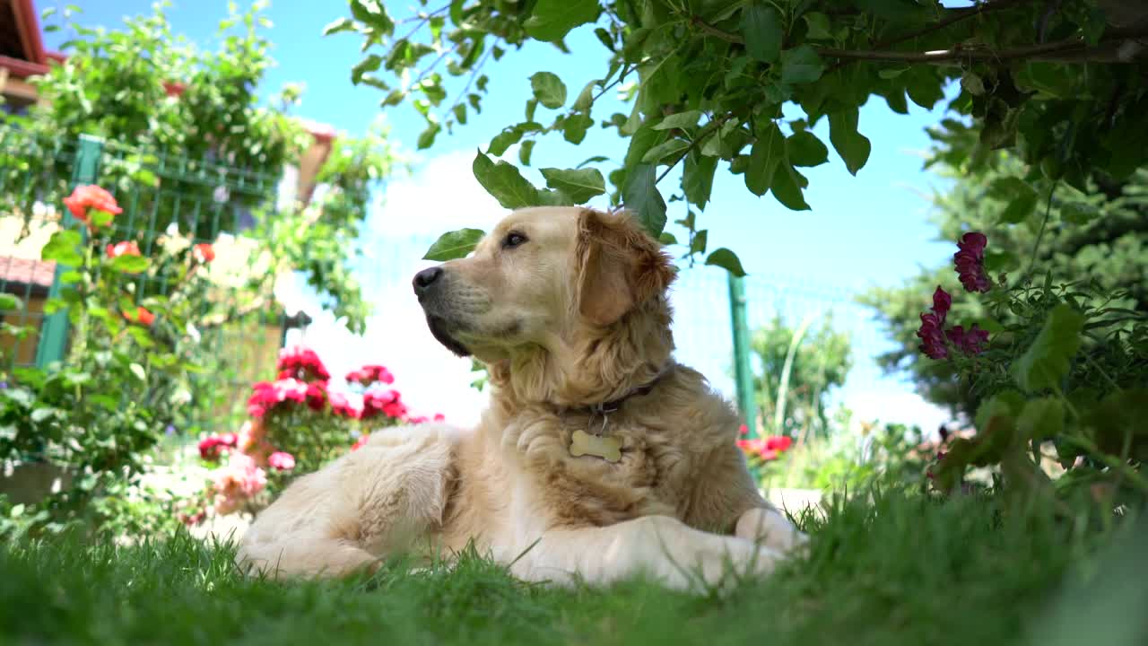 一只金毛猎犬坐在后院的树下。视频素材