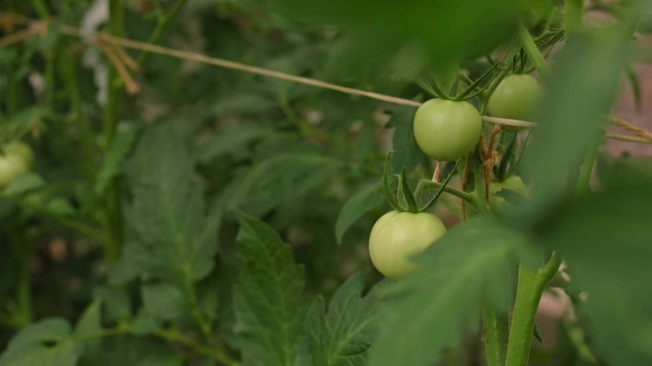 年轻农妇的手在温室特写慢动作触到绿色未成熟的番茄枝。种植天然有机番茄，农业，家庭大棚种植蔬菜菜园视频素材