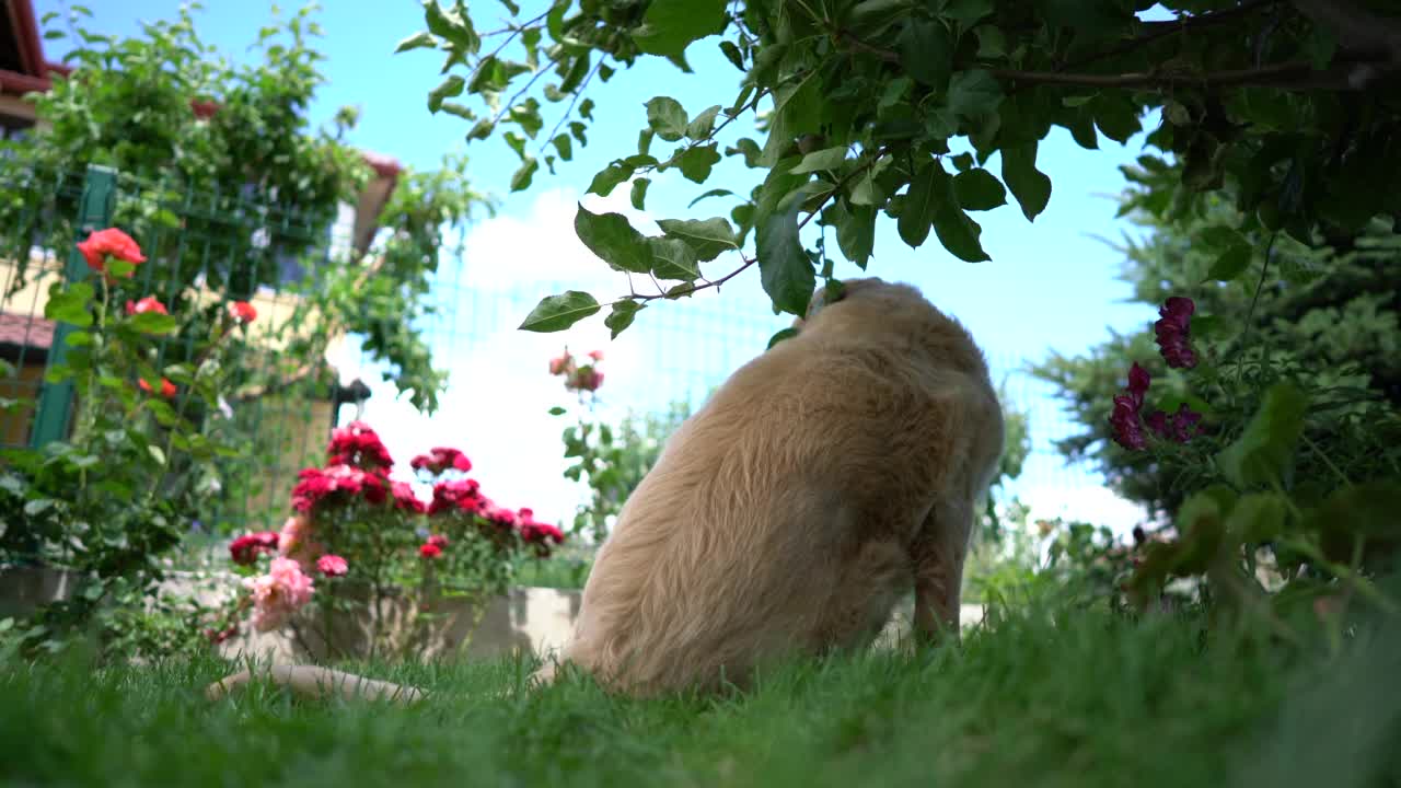 在后院长着跳蚤的金毛猎犬视频素材