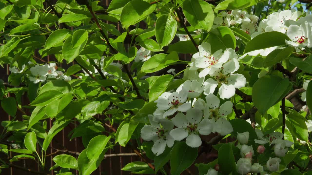 美丽的梨花在一个模糊的平静的背景。梨花拷贝空间视频素材