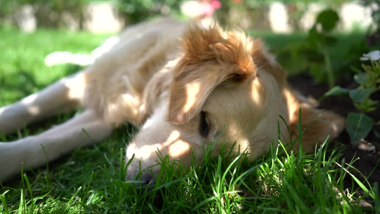 在树下睡觉的金毛猎犬视频素材