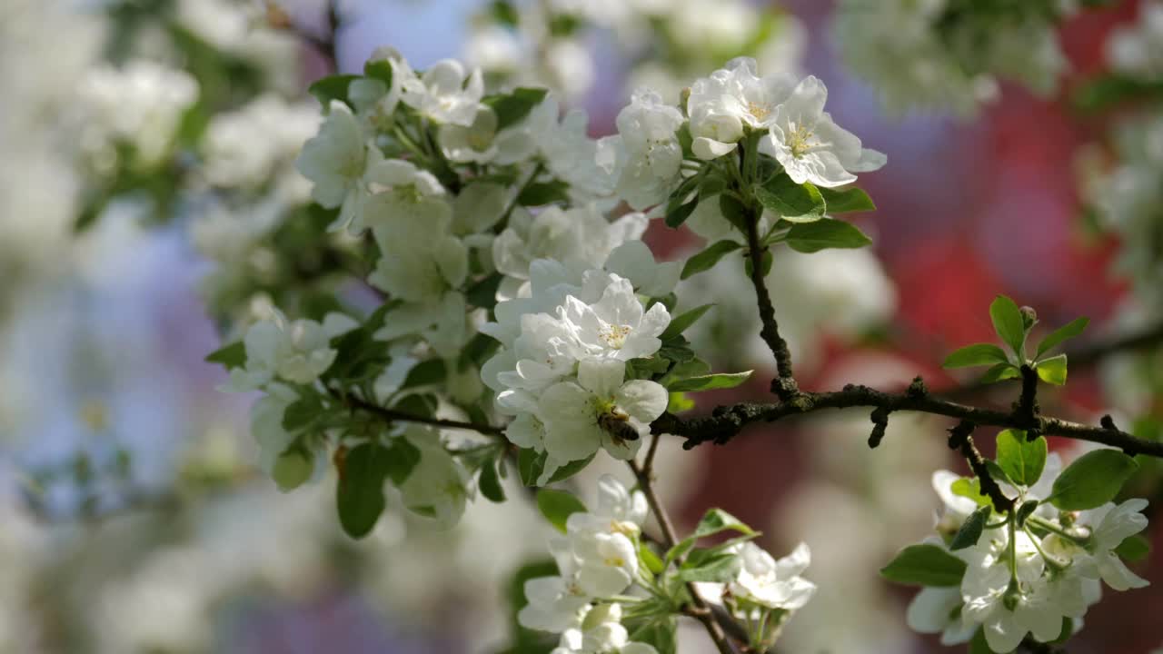 蜜蜂从白花中采集花粉。视频素材