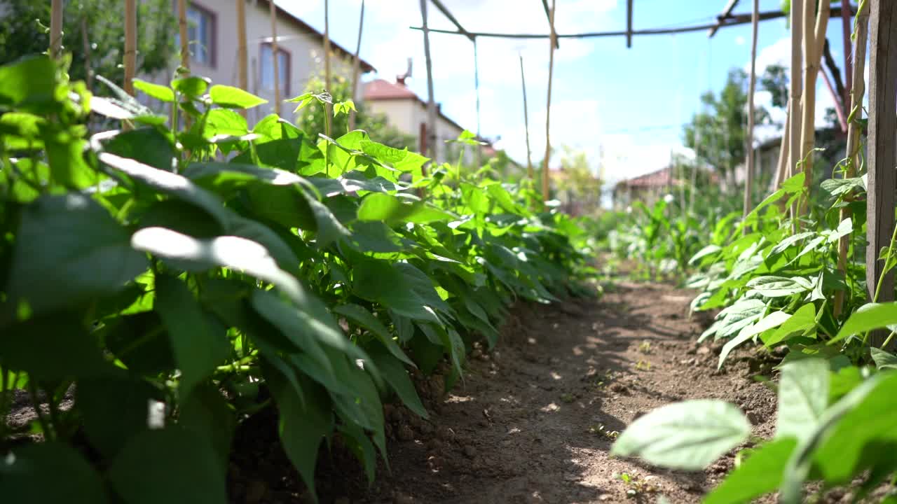 四季豆种植在花园后院的苗床上视频素材