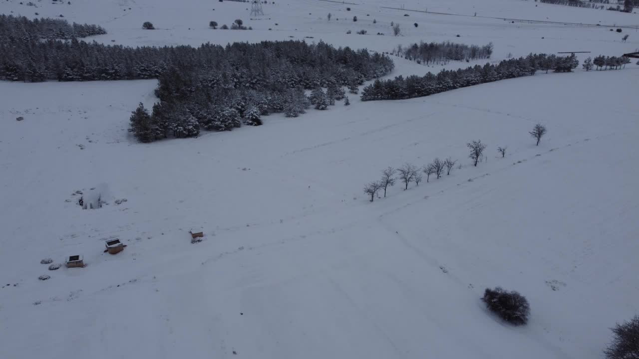 白雪覆盖的松树视频素材