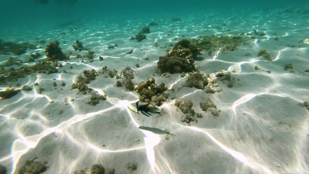 鱼在海里游视频素材