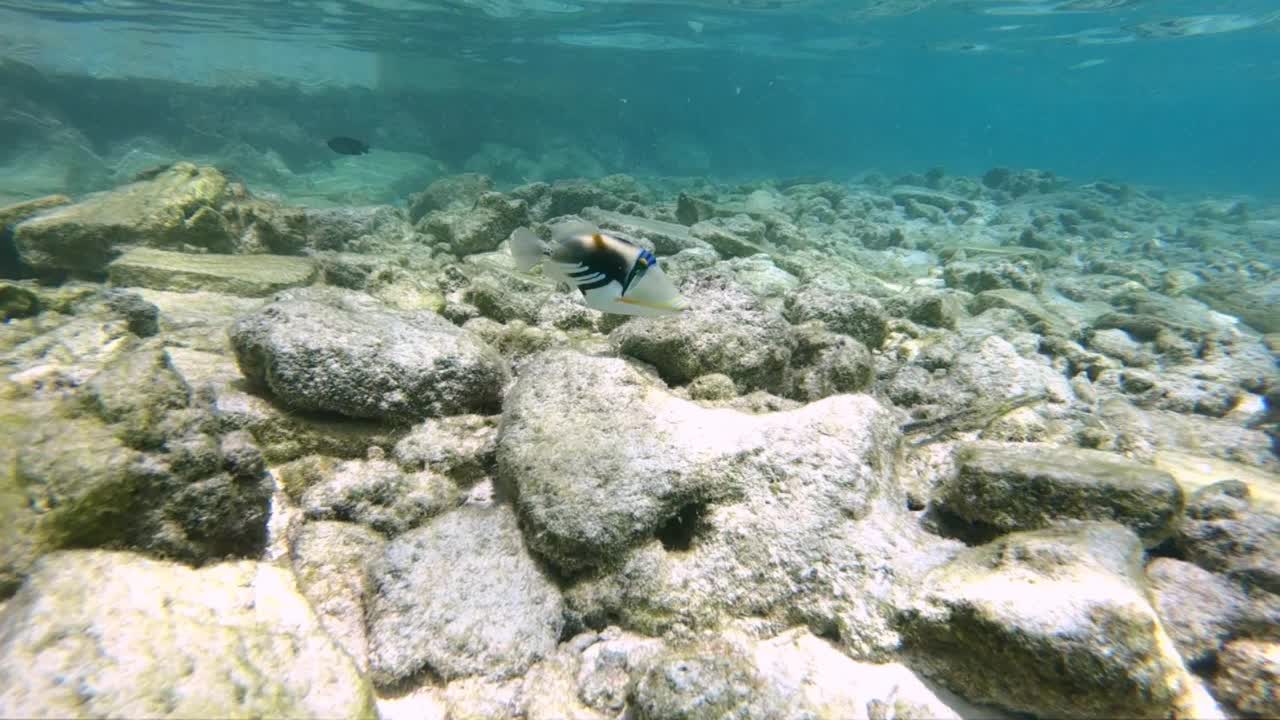 鱼在海里游视频素材