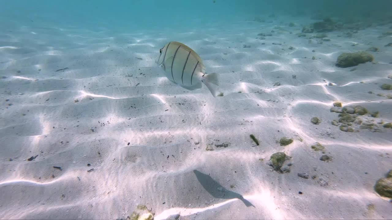 鱼在海里游视频素材