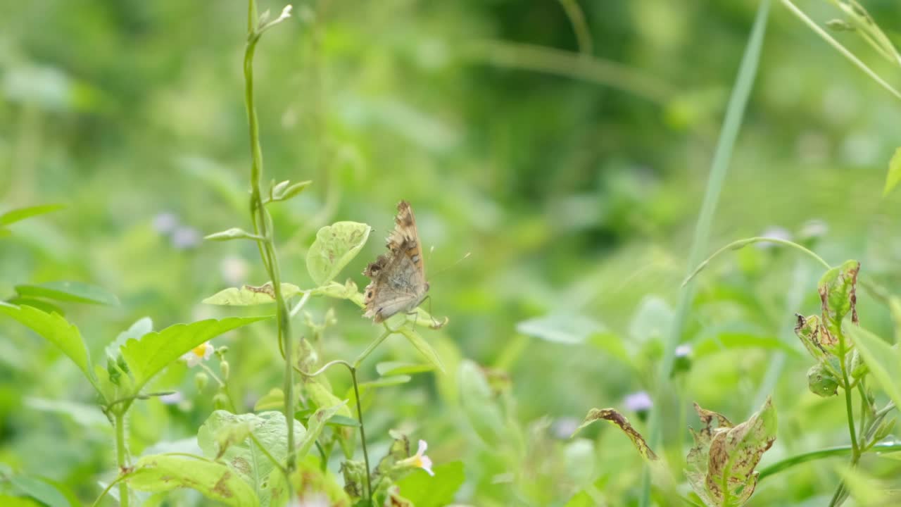 蝴蝶栖息在花上视频素材