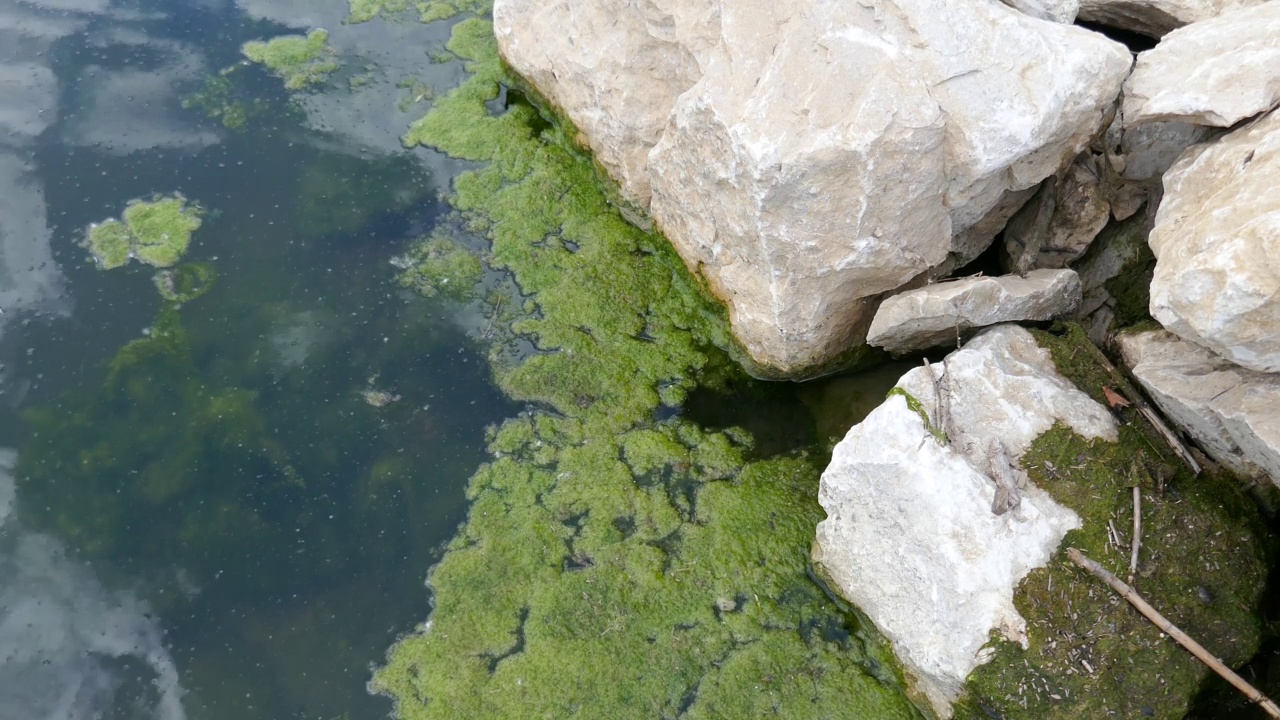 藻类覆盖着布满岩石的湖岸视频素材