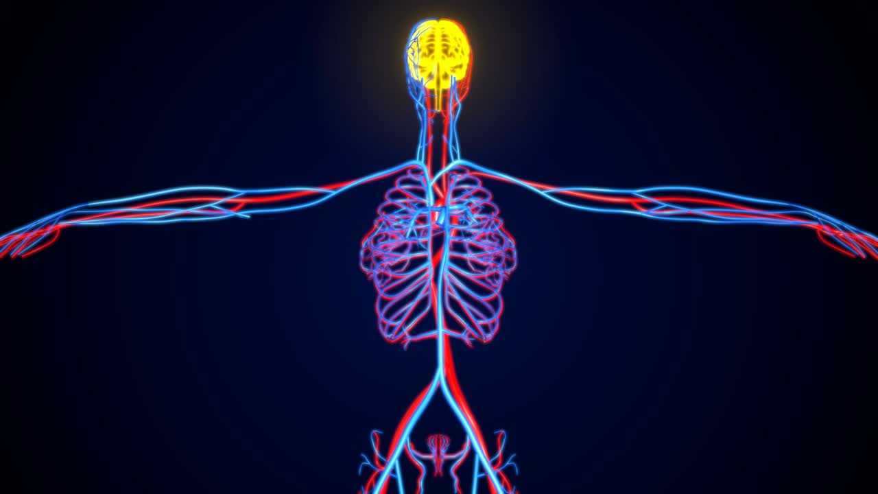 三维插图人体动脉和静脉解剖视频素材