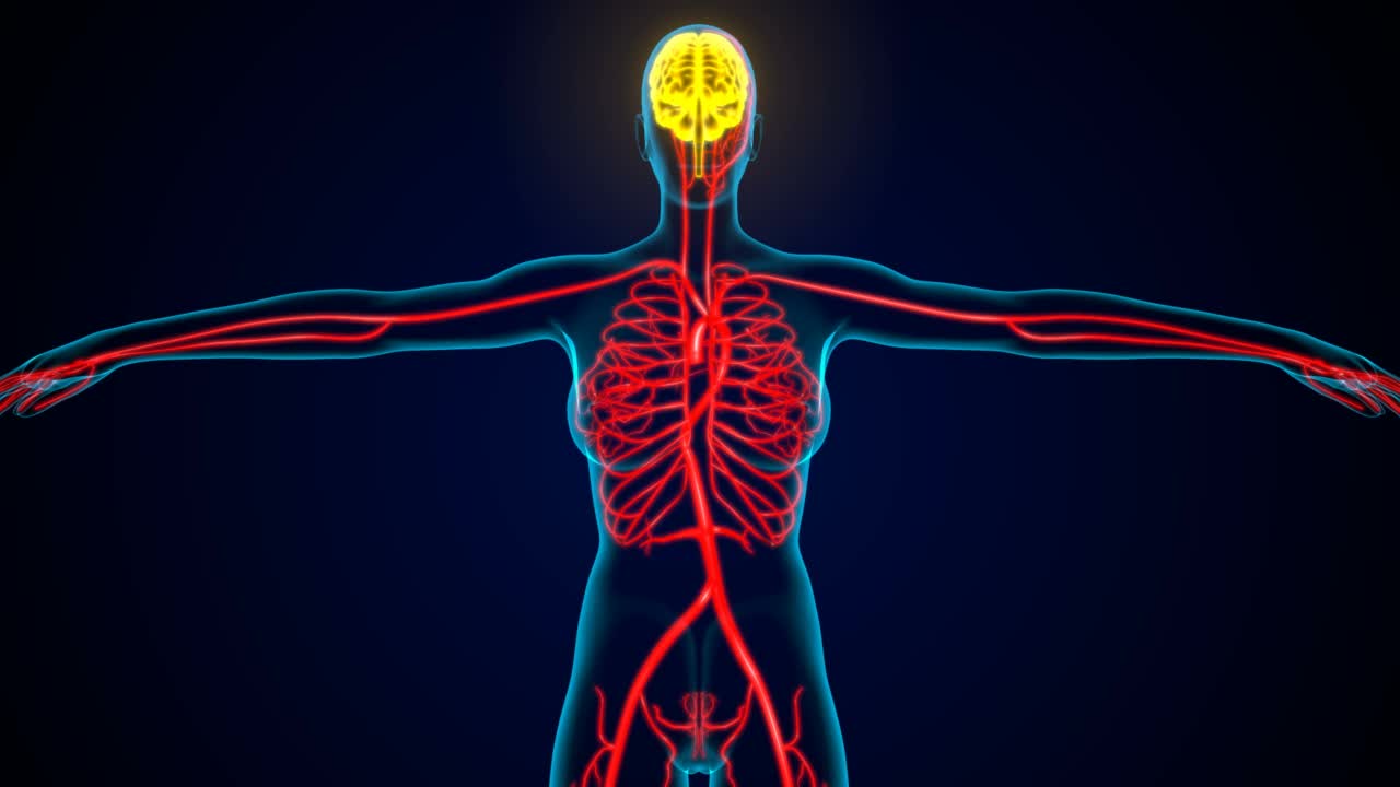 三维插图人体动脉和静脉解剖视频素材