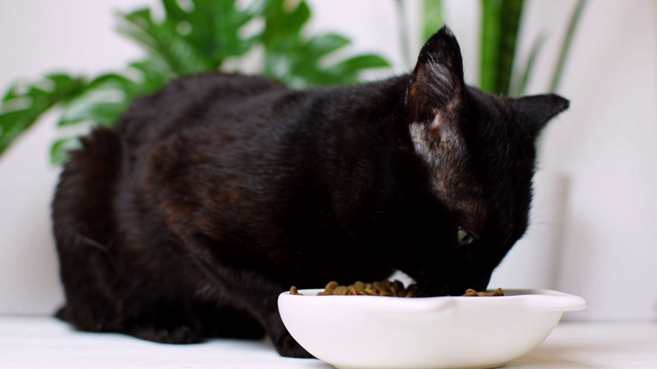 黑猫在白色的厨房里吃地板上碗里的干粮，猫的健康饮食，晚餐时间，照顾和宠物饲料的选择。视频素材