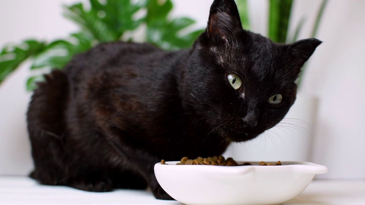 黑猫在白色的厨房里吃地板上碗里的干粮，猫的健康饮食，晚餐时间，照顾和宠物饲料的选择。视频素材