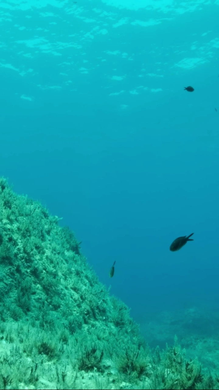 垂直视频:地中海铬丝鱼(chromis chromis)游泳在岩石海底覆盖着棕色海藻(Cystoseira)。摄像机向左移动到海底附近视频素材