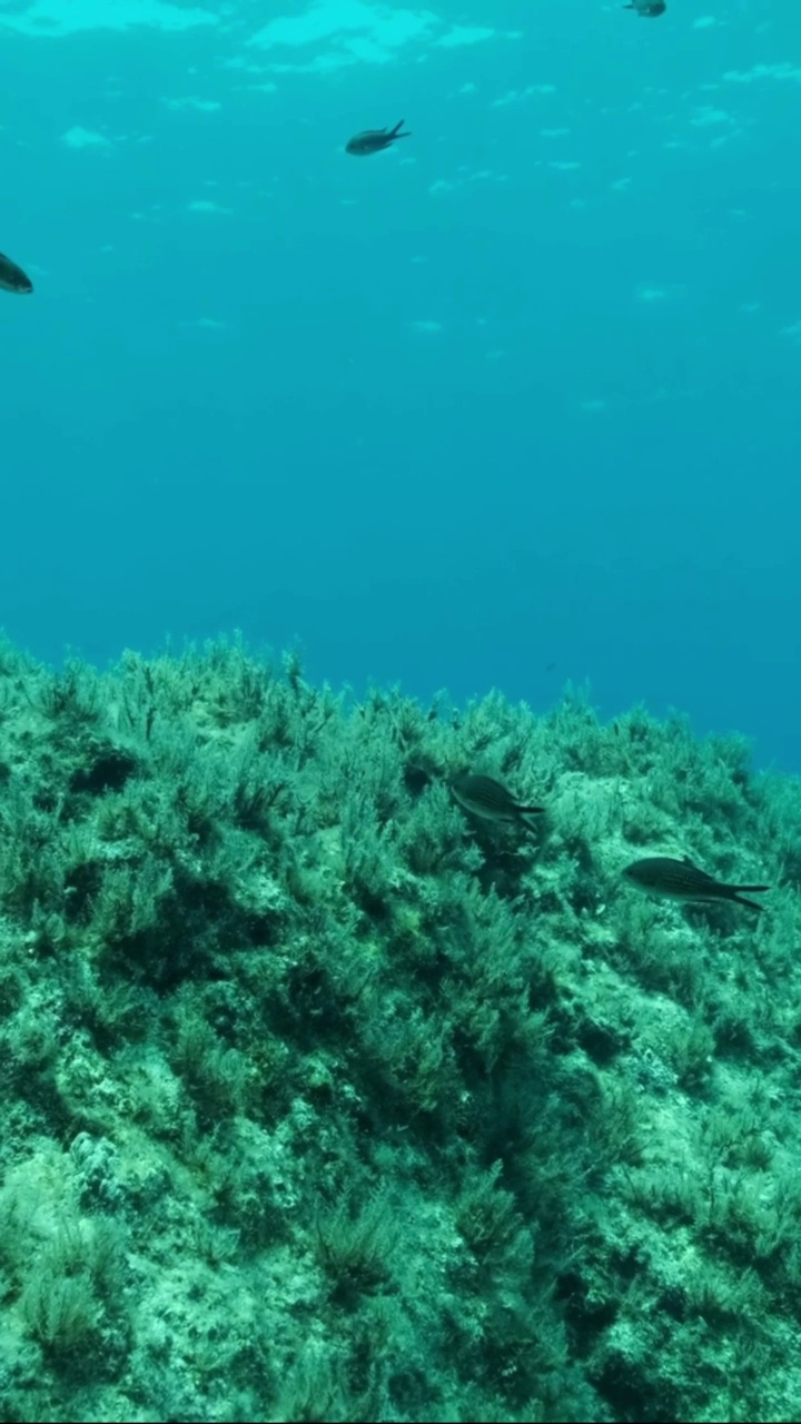 垂直视频:一群幼年地中海铬丝鱼(chromis chromis)游过布满褐藻(Cystoseira)的岩石海床。摄像机向左移动到海底附近视频素材