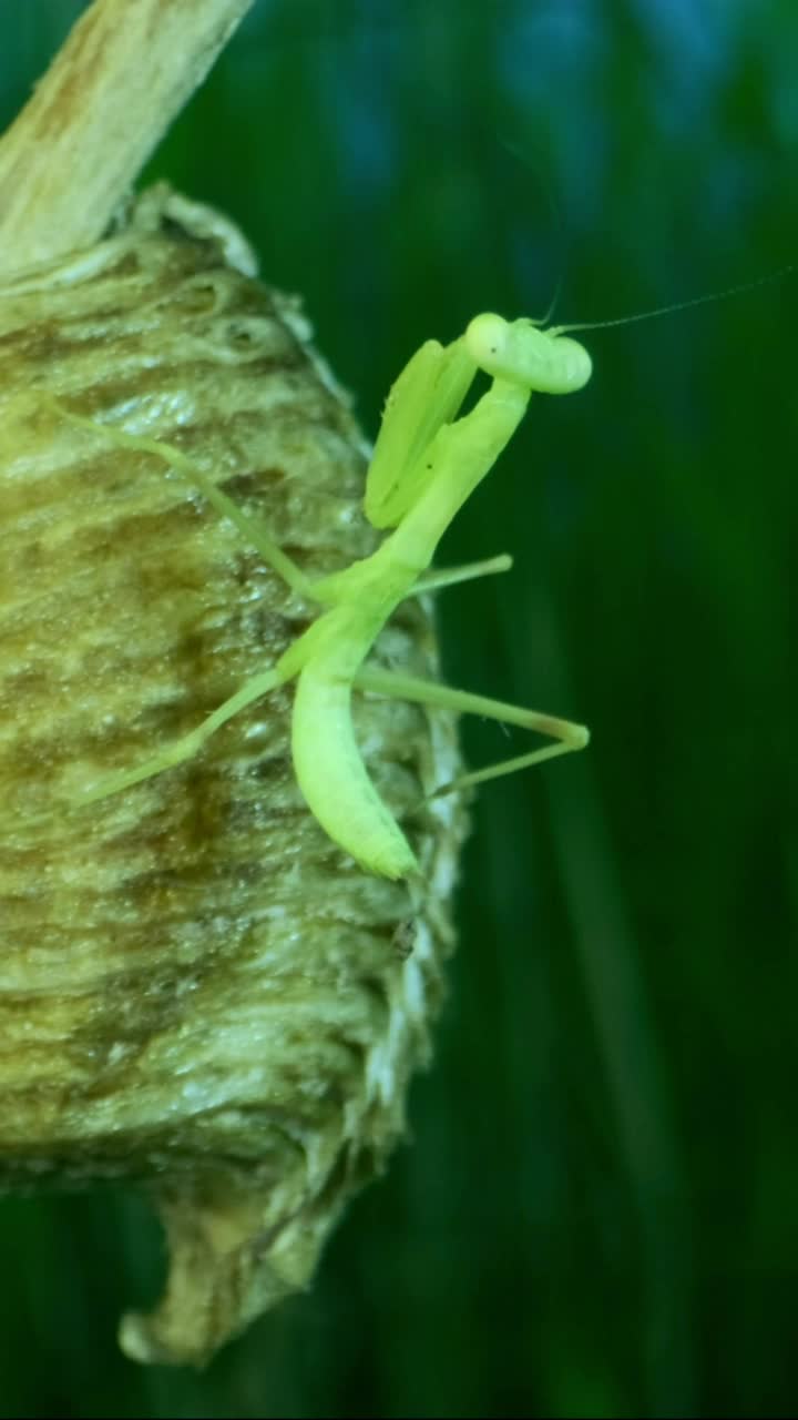 绿色小螳螂坐在卵囊(卵泡)上，四处张望的特写。特写，螳螂的若虫形态视频素材