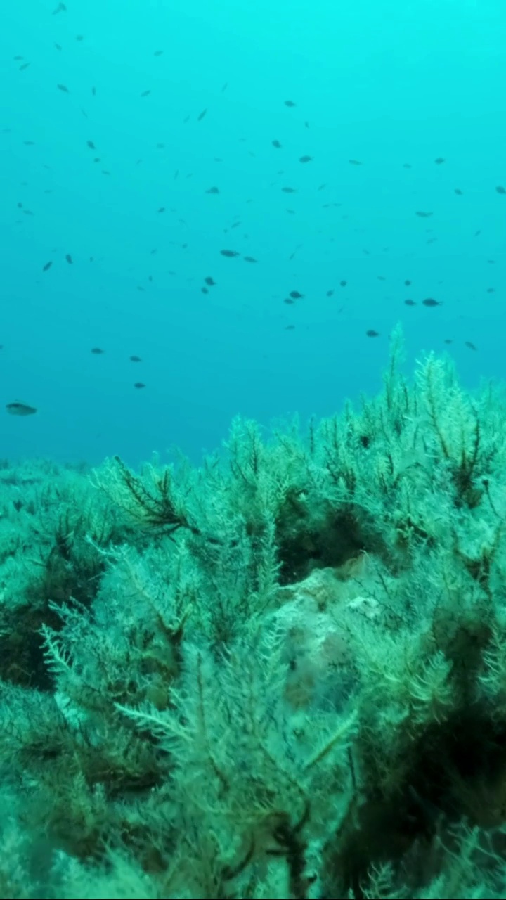 垂直视频:一群幼年地中海铬丝鱼(chromis chromis)游过布满褐藻(Cystoseira)的岩石海床。相机向前移动。慢动作视频素材