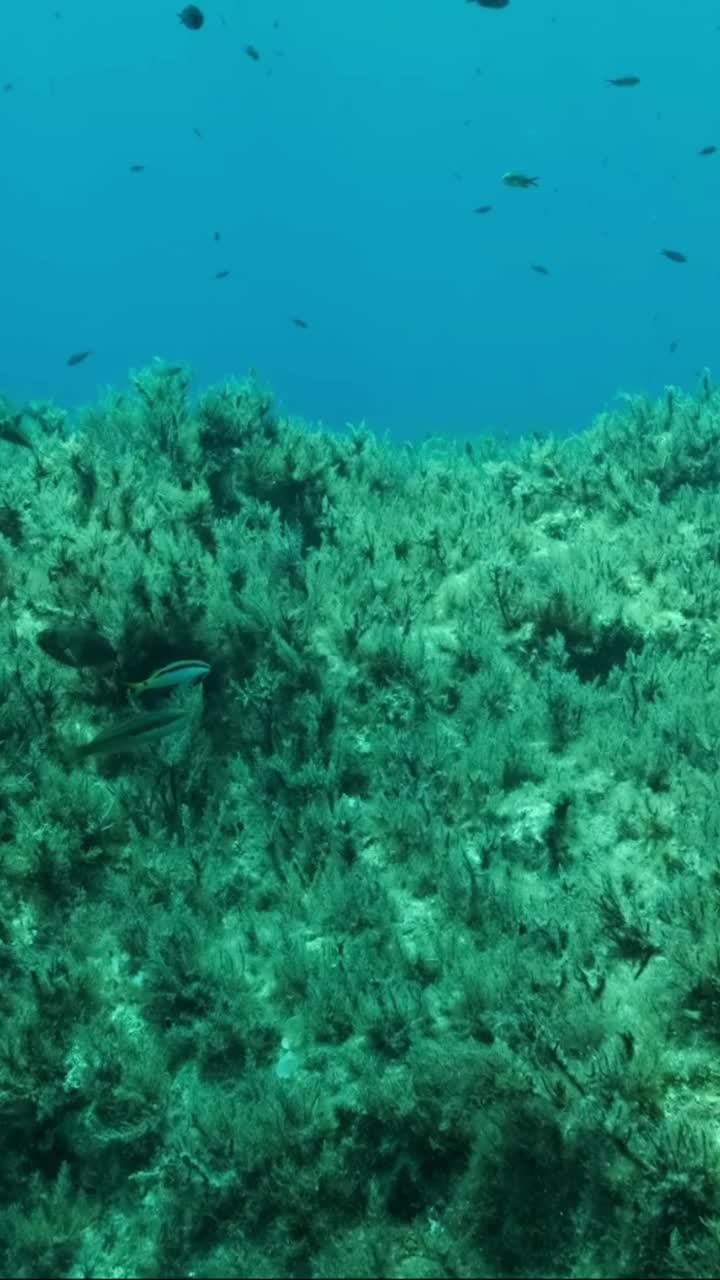 垂直视频:一群幼年地中海铬丝鱼(chromis chromis)游过布满褐藻(Cystoseira)的岩石海床。相机向前移动。慢动作视频素材