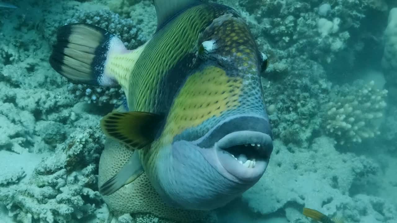 珊瑚礁上扳机鱼的特写照片。泰坦Triggerfish (Balistoides viridescendof)红海，埃及。视频素材