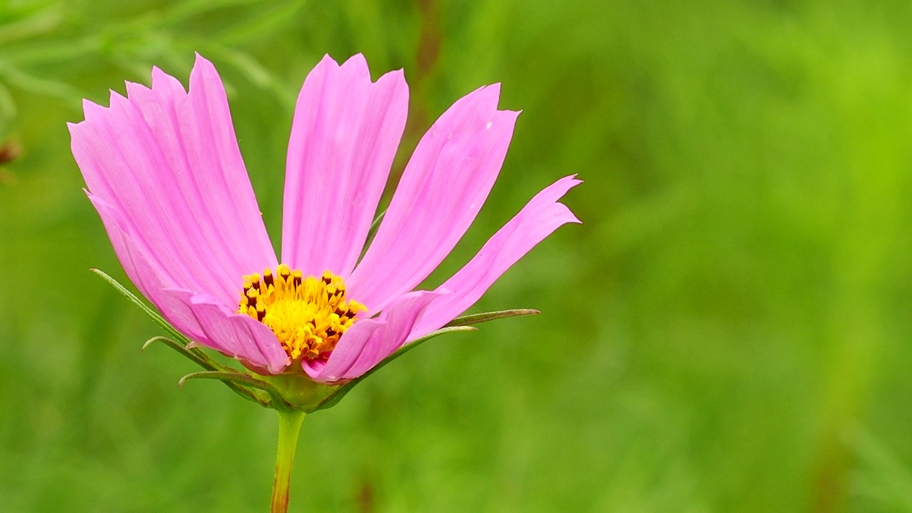 花园里的大波斯菊视频素材