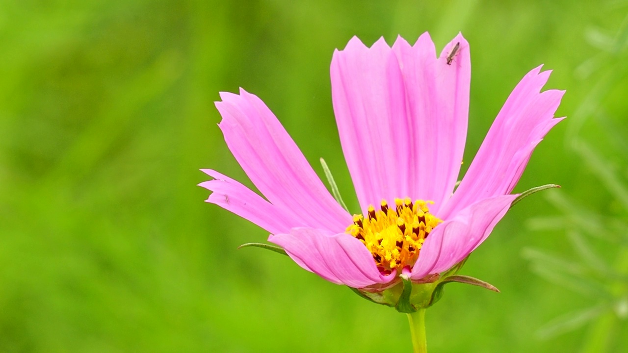 花园里的大波斯菊视频素材