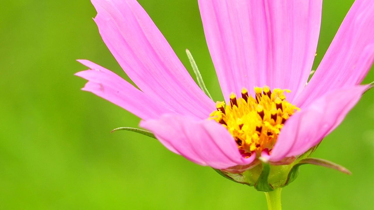 花园里的大波斯菊视频素材