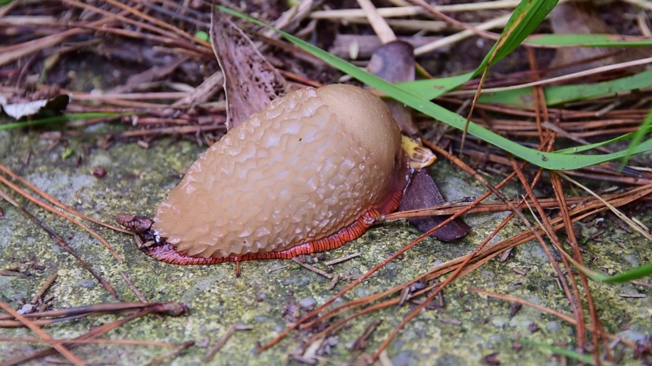 西班牙蛞蝓- ariion vulgaris，在它的自然环境中，寒冷潮湿和黑暗的地方。视频素材