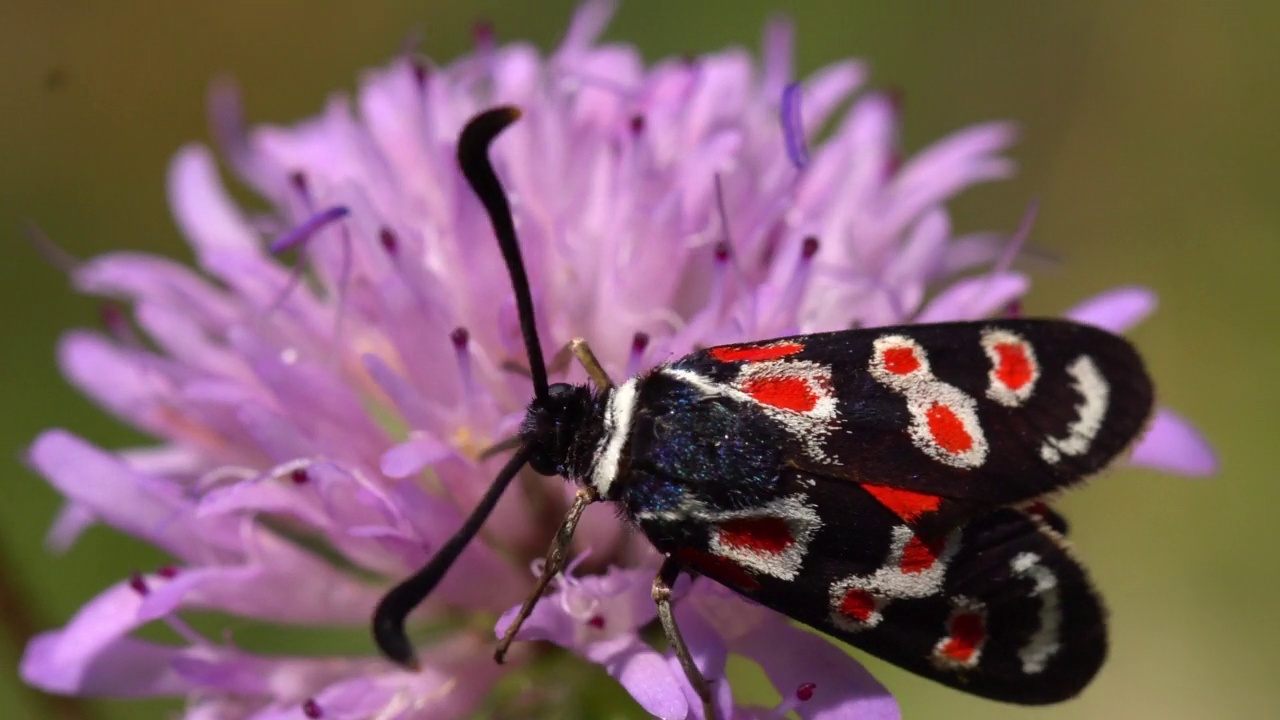 Zygaena occitanica moth， Catalonia.普罗旺斯伯内特视频素材