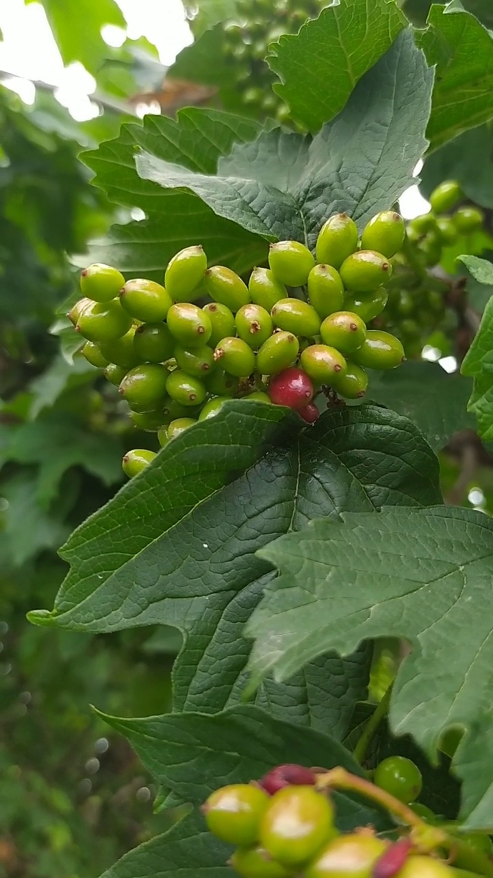 生长的荚蒾或guelder rose视频下载