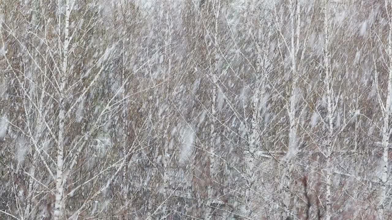 大雪映衬着白雪皑皑的树木视频素材