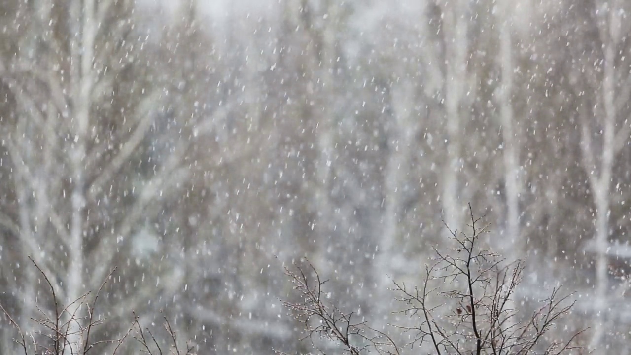 大雪映衬着白雪皑皑的树木视频素材