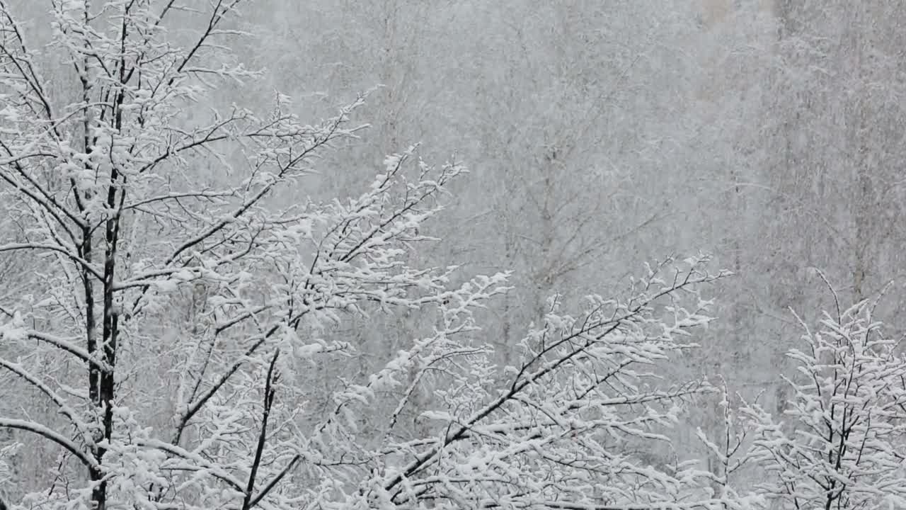 大雪映衬着白雪皑皑的树木视频素材