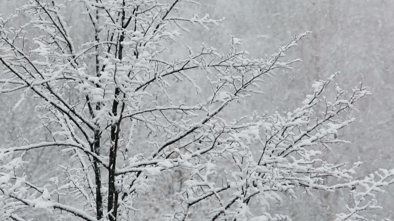 大雪映衬着白雪皑皑的树木视频素材