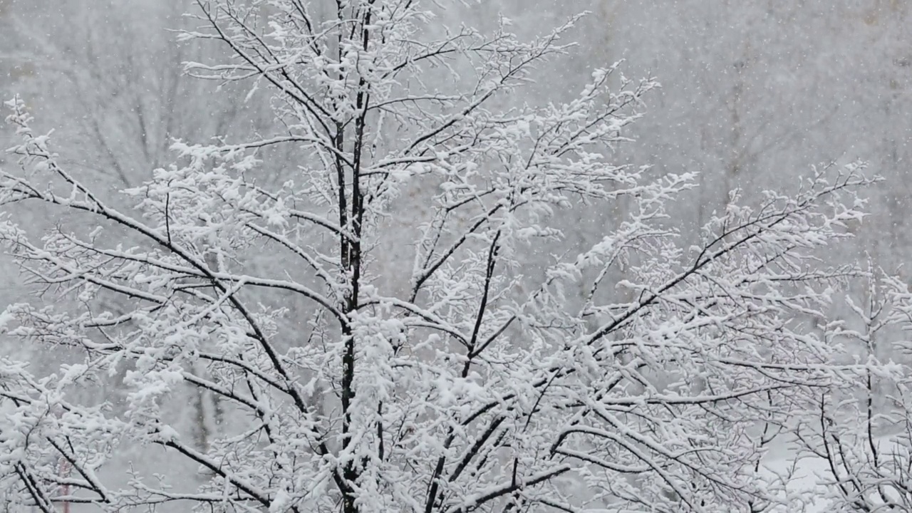 大雪映衬着白雪皑皑的树木视频素材