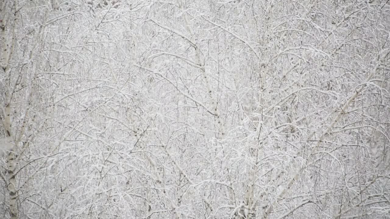 大雪在白桦树的背景下视频素材