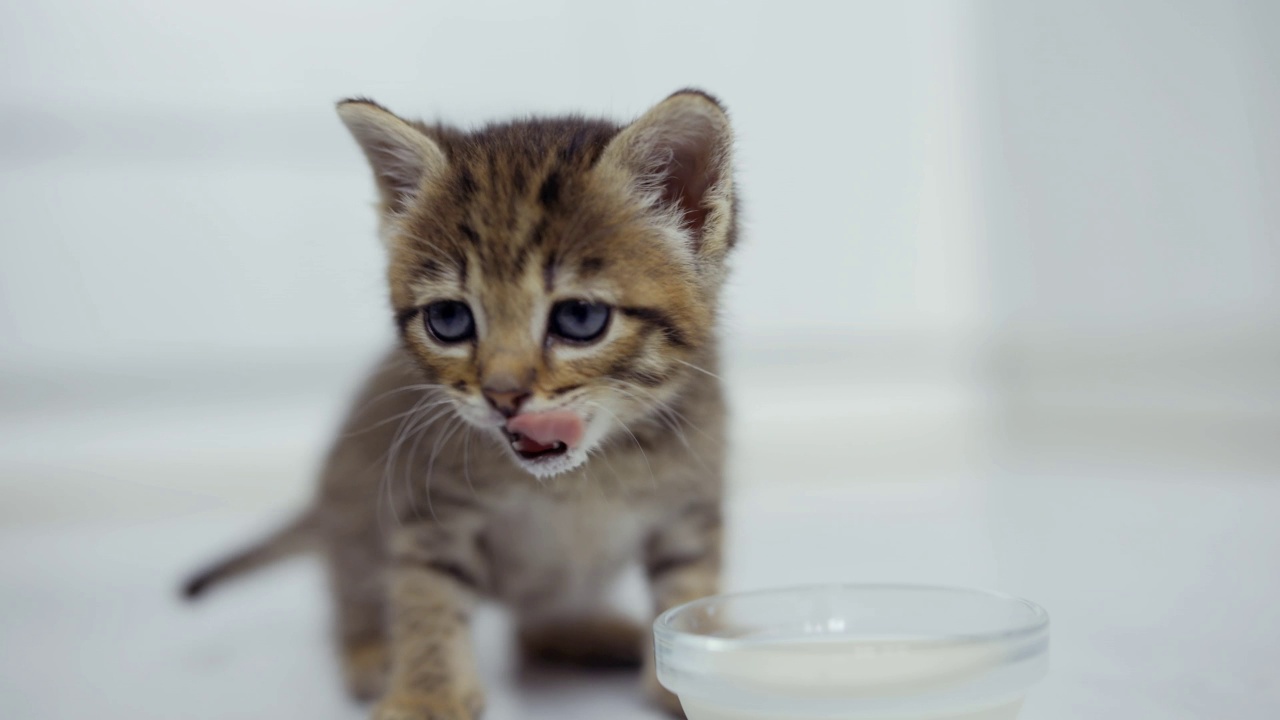 一只条纹小猫正在吃碟子里的牛奶视频素材