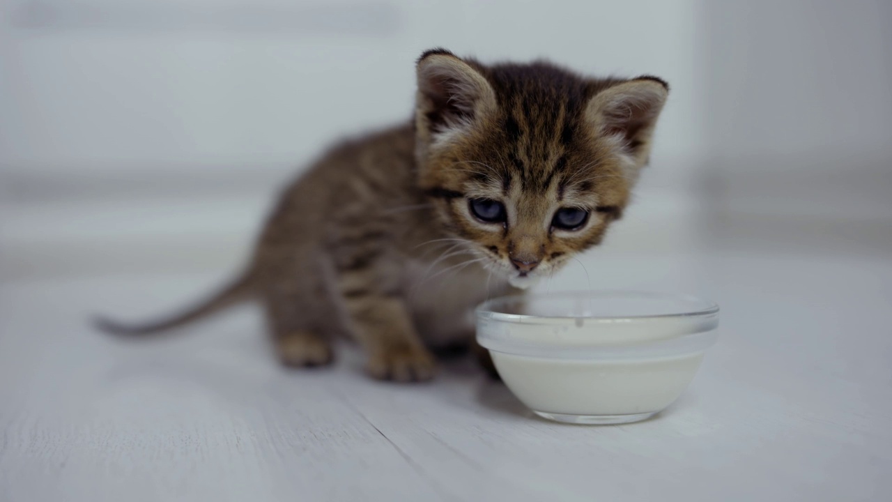 一只条纹小猫正在吃碟子里的牛奶视频素材