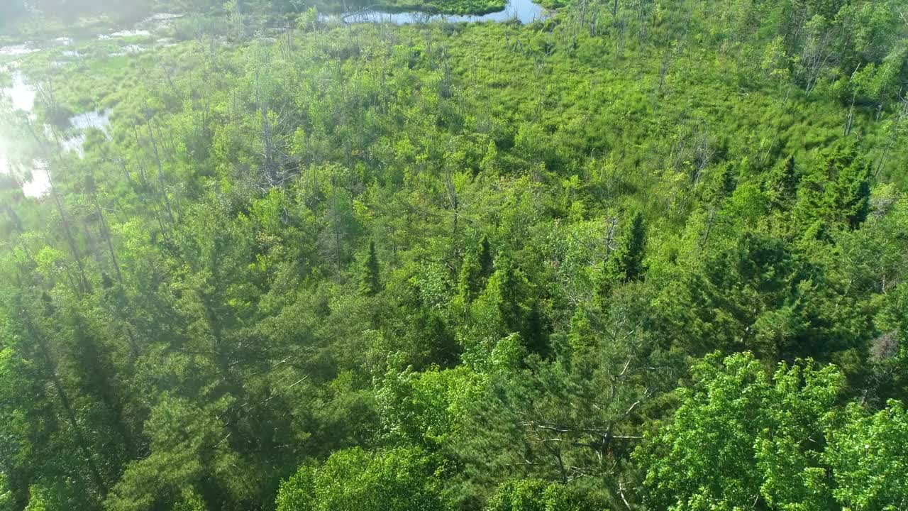 湿地景观视频素材