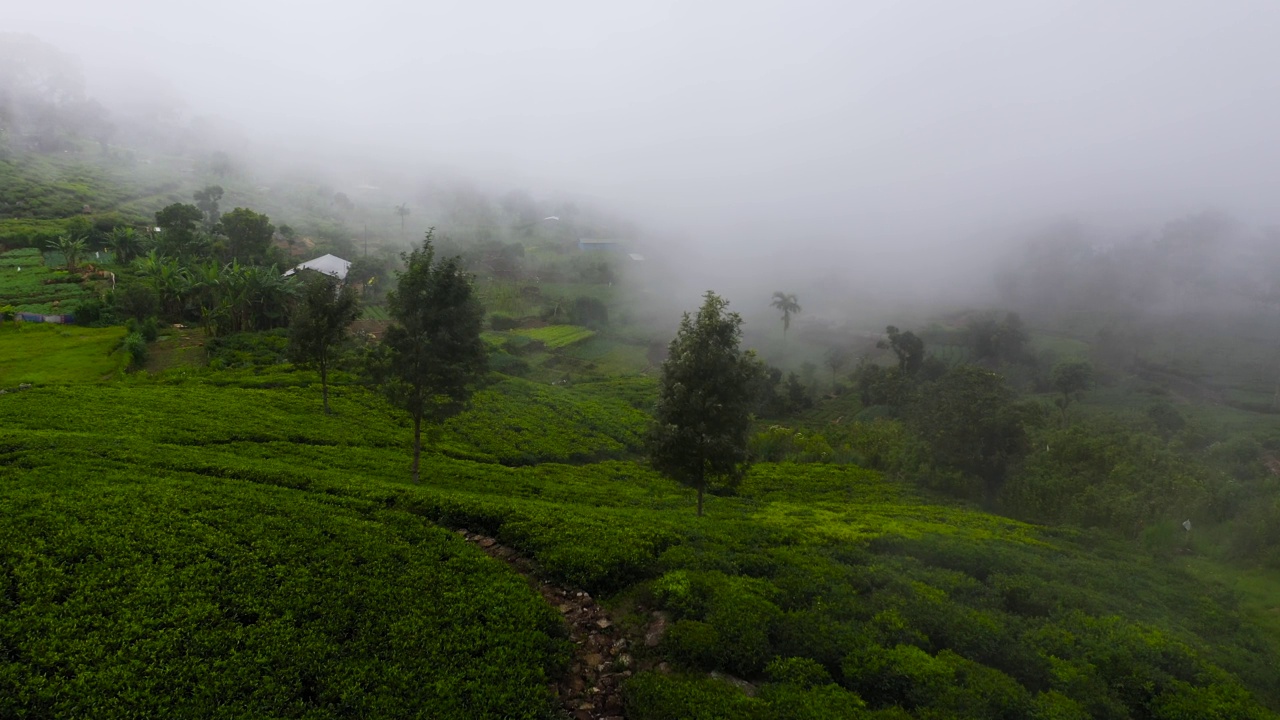 群山之间有茶园。视频素材