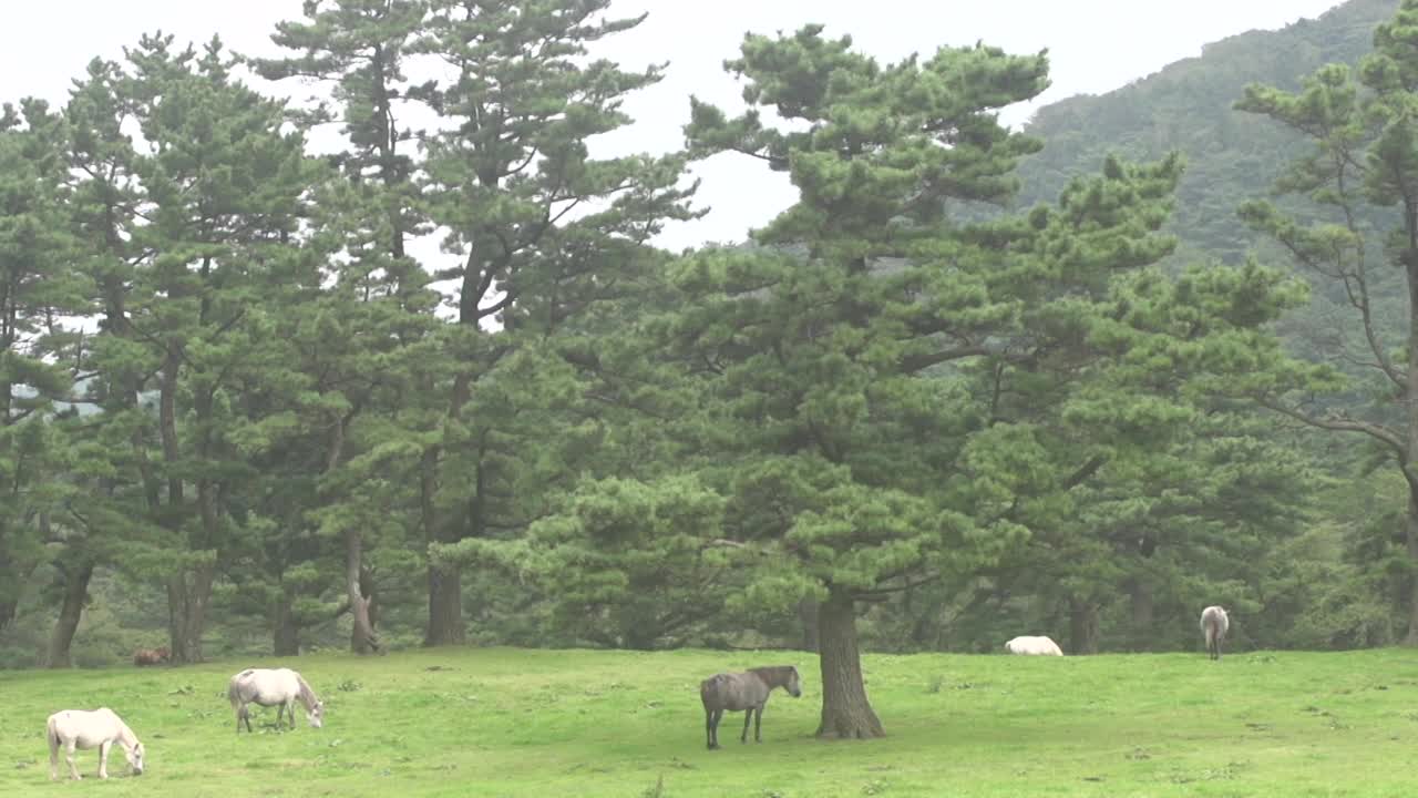 自然与马/济州岛，韩国视频素材