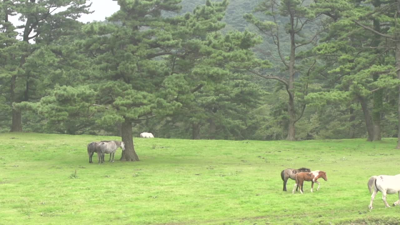 自然与马/济州岛，韩国视频素材