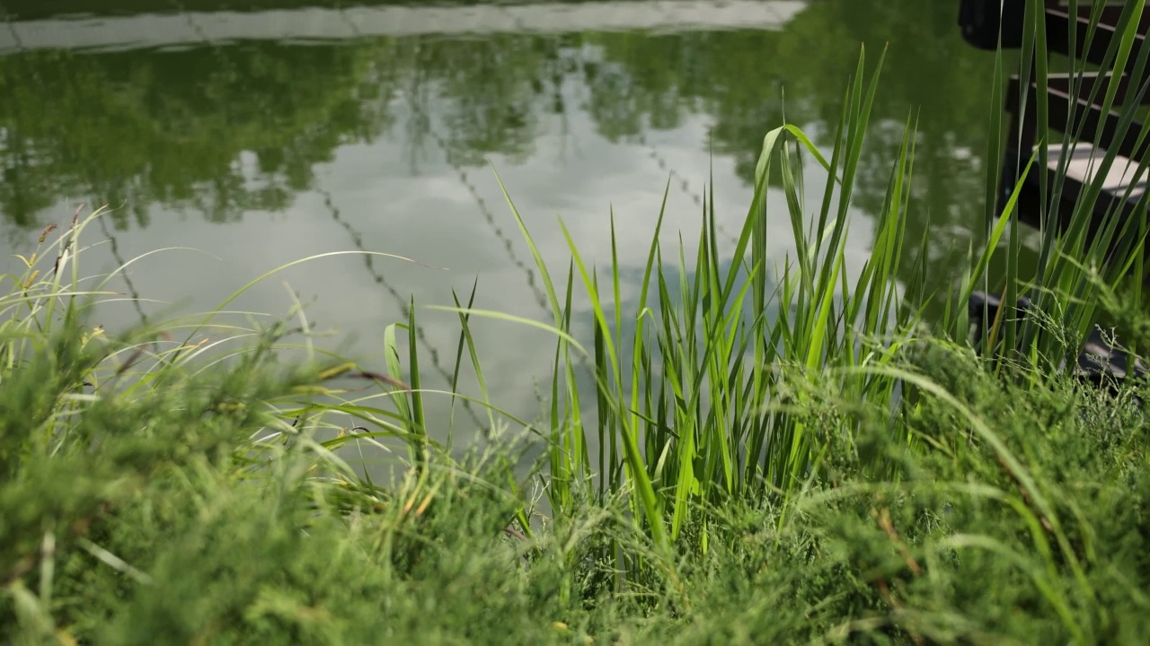 夏天公园里有绿油油的水草视频素材